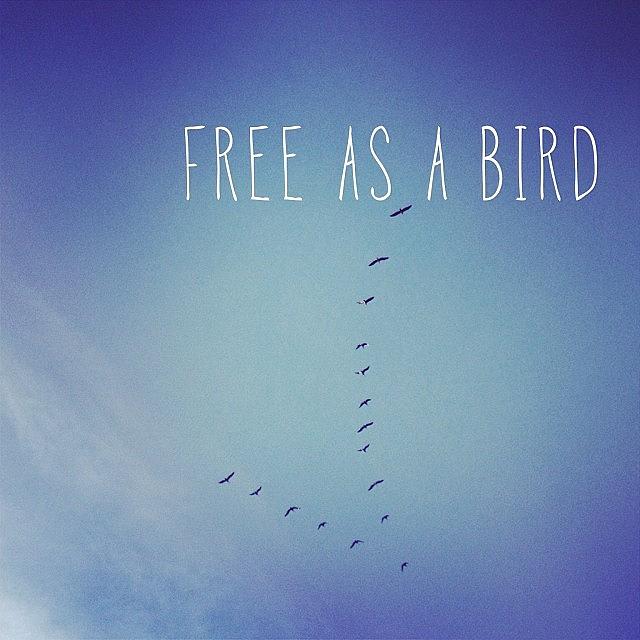 Free As A Bird Photograph by Meredith Leah
