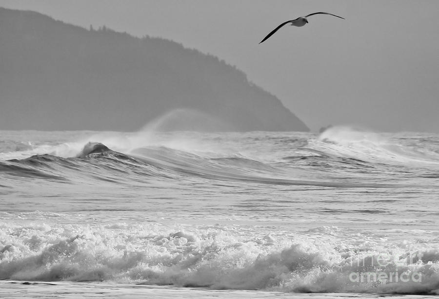 Seagull Photograph - Free As A Bird by Nick Boren