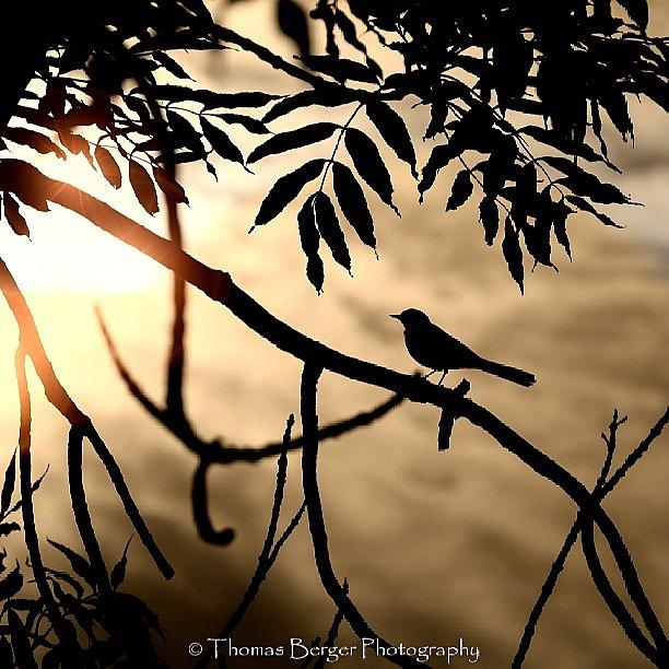 Bird Photograph - Free As A by Thomas Berger