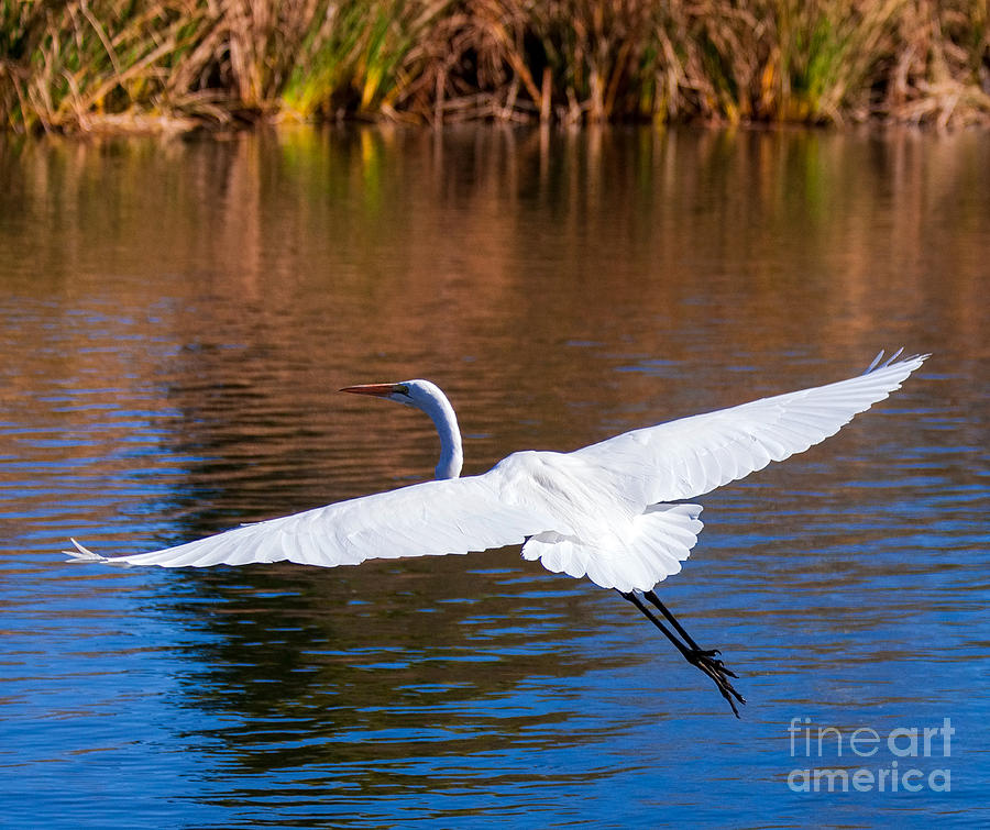 Free As An Egret Bird Ready For Landing Photograph by Jerry Cowart