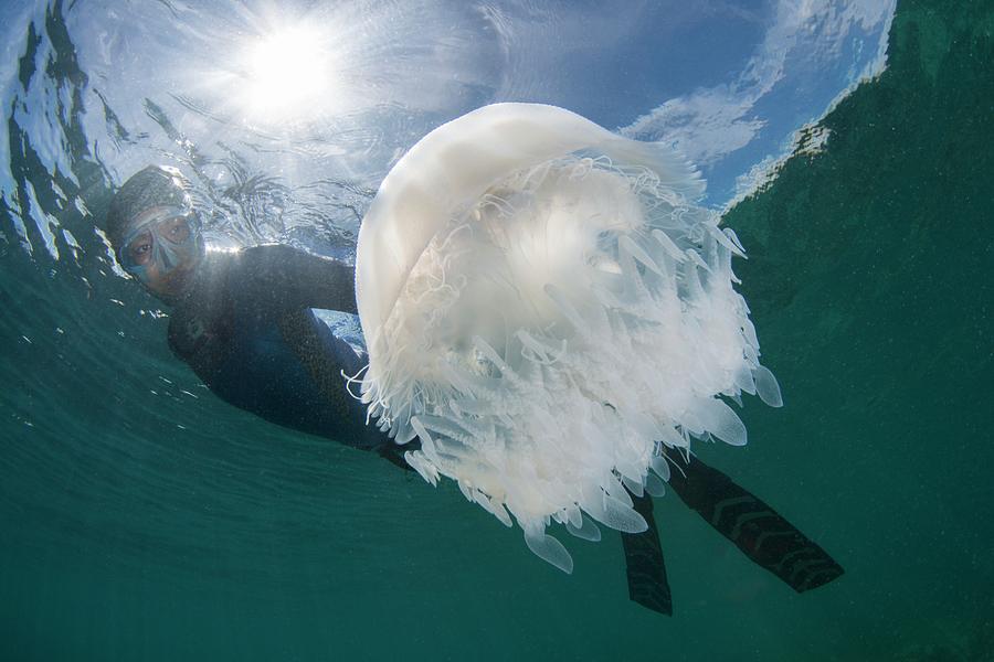Free Diver With Jellyfish Photograph by Scubazoo