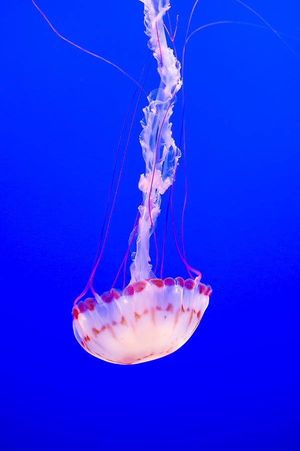 Free Fall Jellyfish Photograph by Diego Re