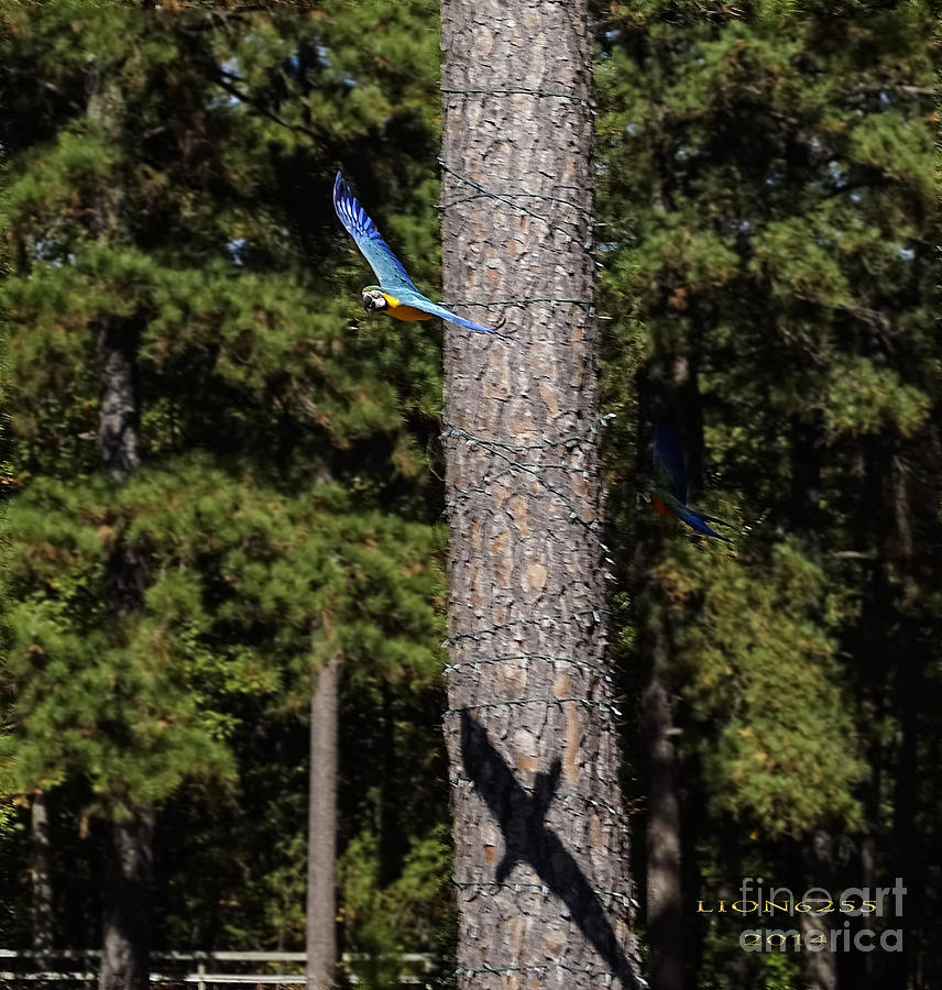 Free Flight Macaw Digital Art by Melissa Messick