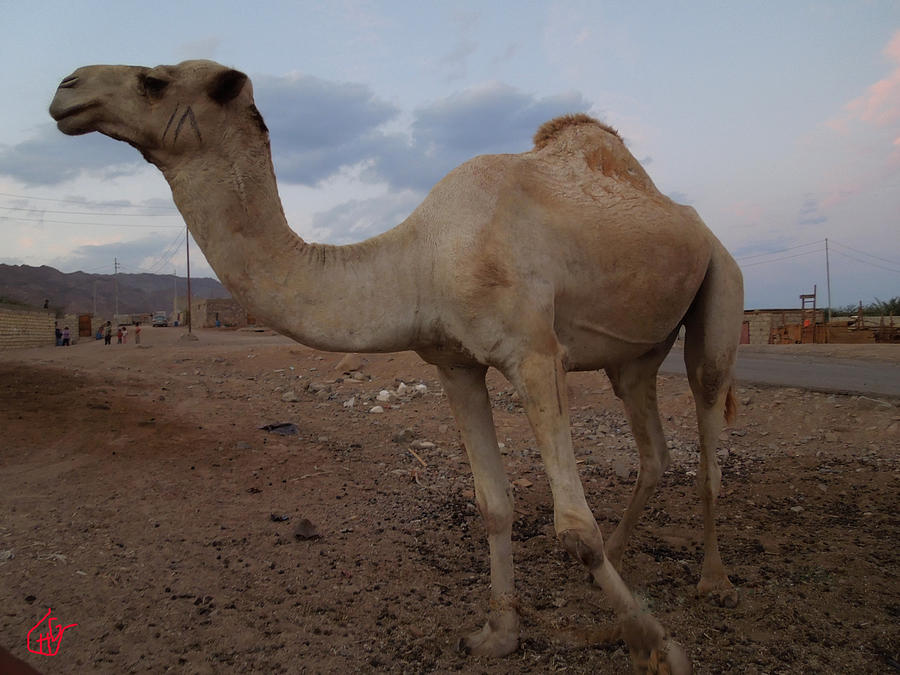 Free Happy Camel Sinai Egypt Photograph by Colette V Hera Guggenheim