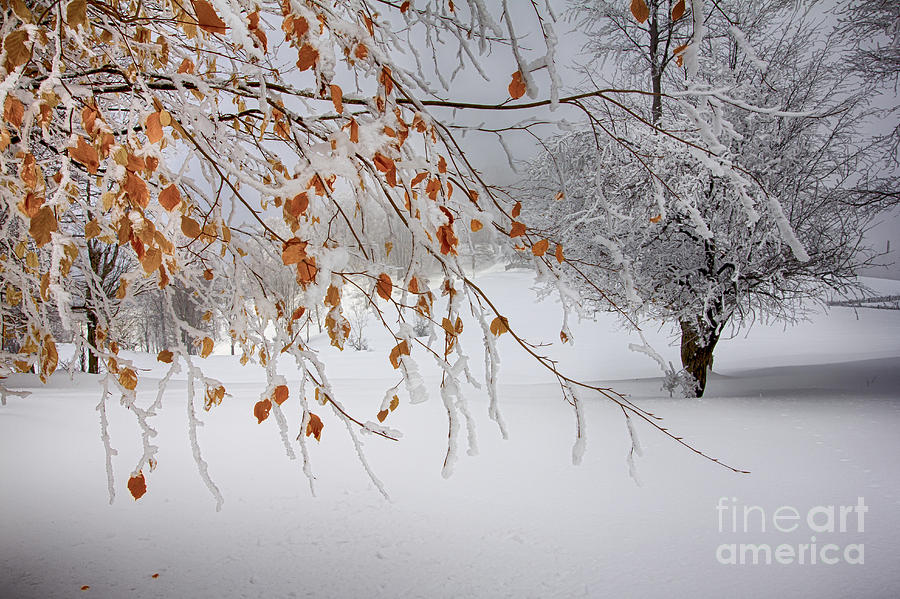 Winter Photograph - Free nestea by Adrian Urbanek