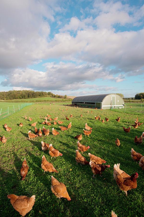 Free Range Chickens Photograph by Dr. John Brackenbury