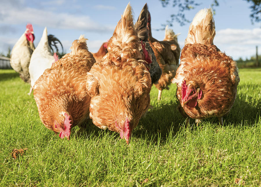 Free Range Hens Feeding Photograph by Georgeclerk