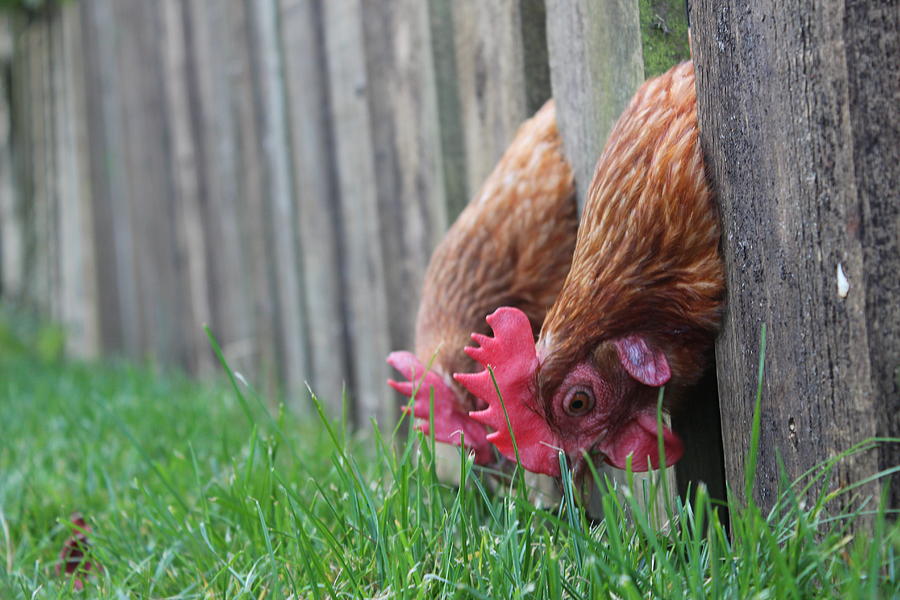 Free Range Photograph by Justine MacArthur