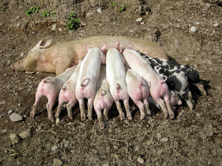 Free Range Piglets Suckling Photograph by Cordelia Molloy/science Photo Library