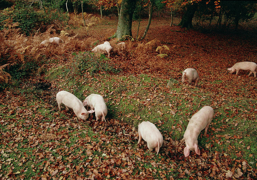 Free Range Pigs Photograph by Science Photo Library