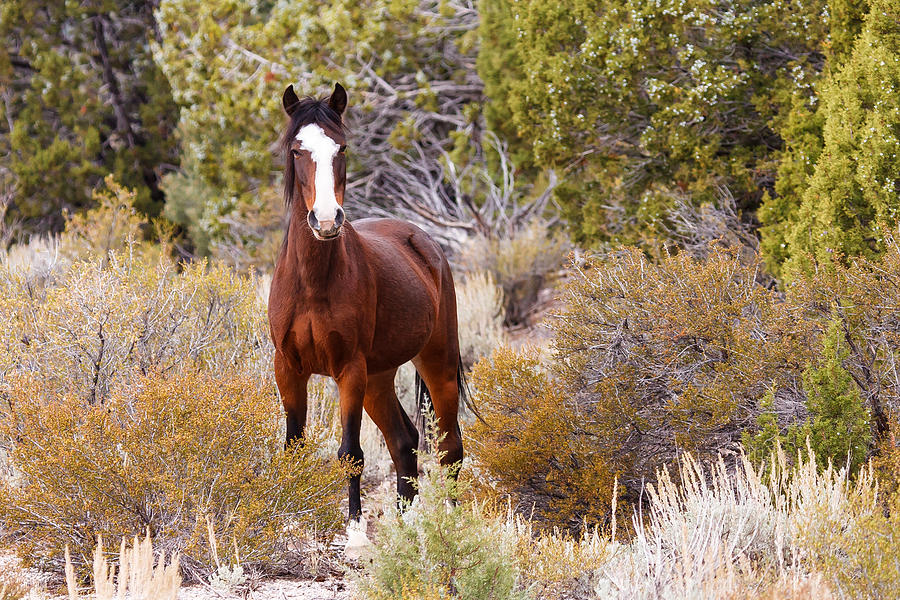 Free Rein Photograph by James Marvin Phelps - Fine Art America