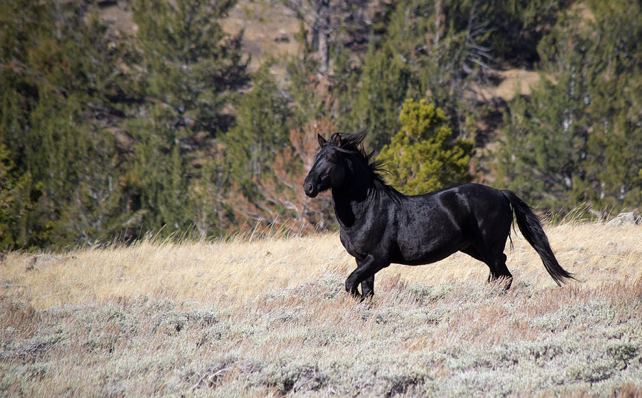 Free Runner - Wild Horse - Green Mountain - Wyoming Photograph By Diane 