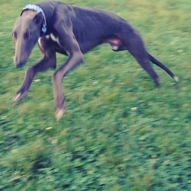 Animal Photograph - Free Running Of Our #greyhound by James Bare
