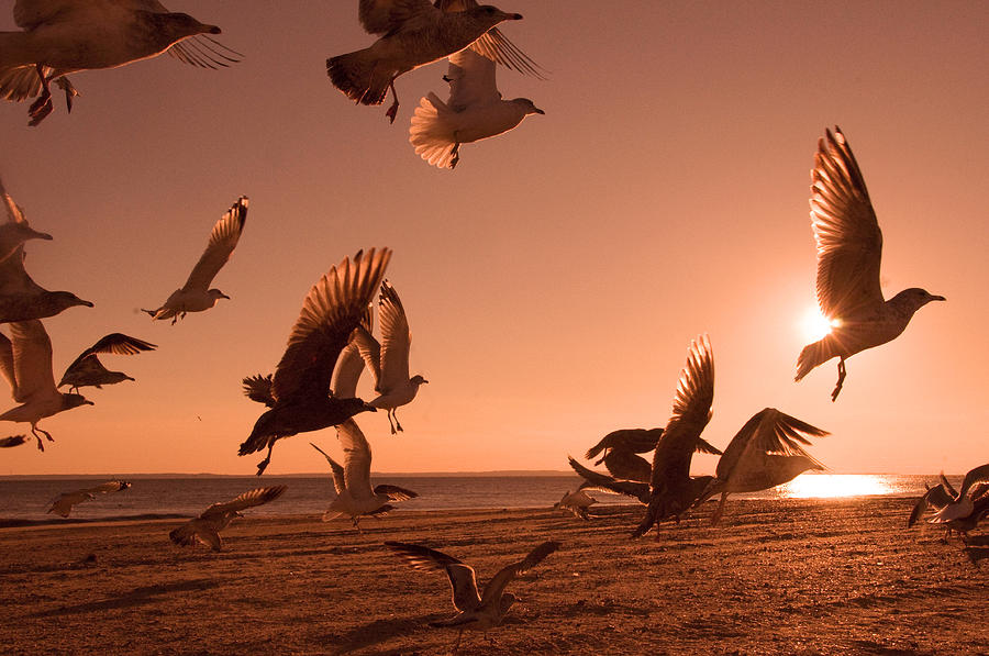 Bird Photograph - Free to Fly by Olga Ska