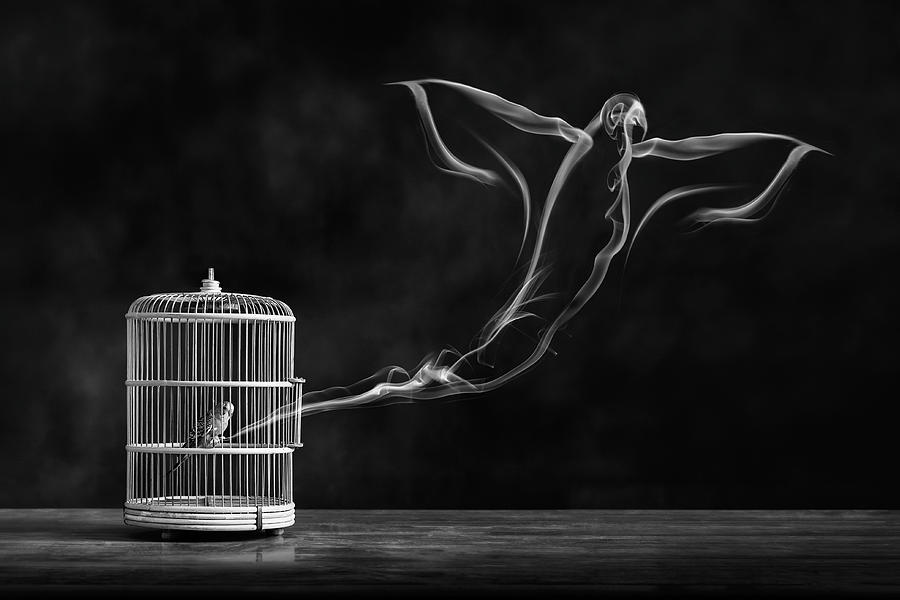Black And White Photograph - Freedom Bird by Alaa Al-shurafa