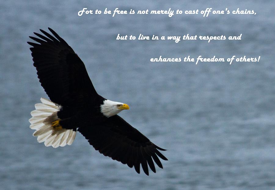 Freedom eagle postcard Photograph by Eti Reid - Fine Art America