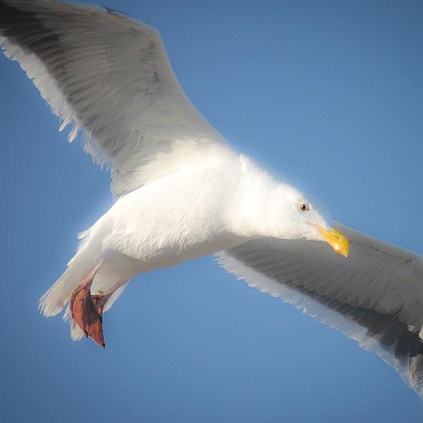 Nature Photograph - Freedom #free #bird #seagull #air by San Gill