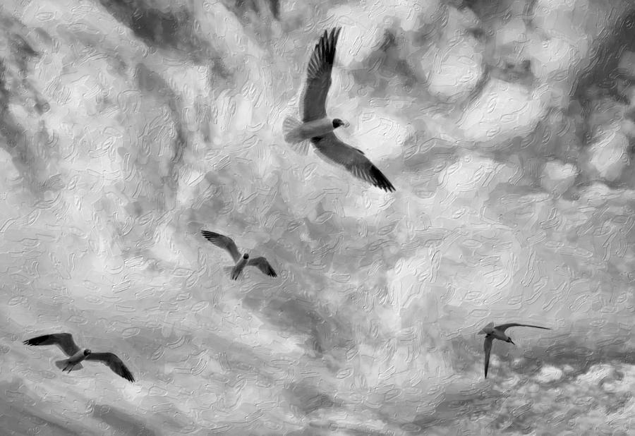 Seagull Photograph - Freedom impasto bw by Steve Harrington