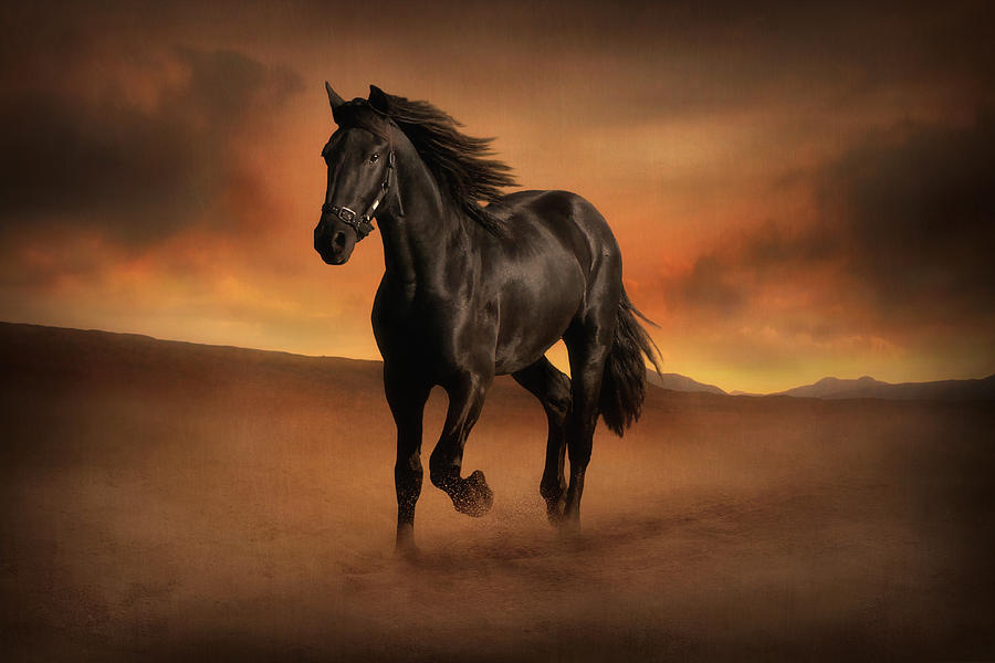 Horse Digital Art - Freedom in the Desert by Jennifer Woodward