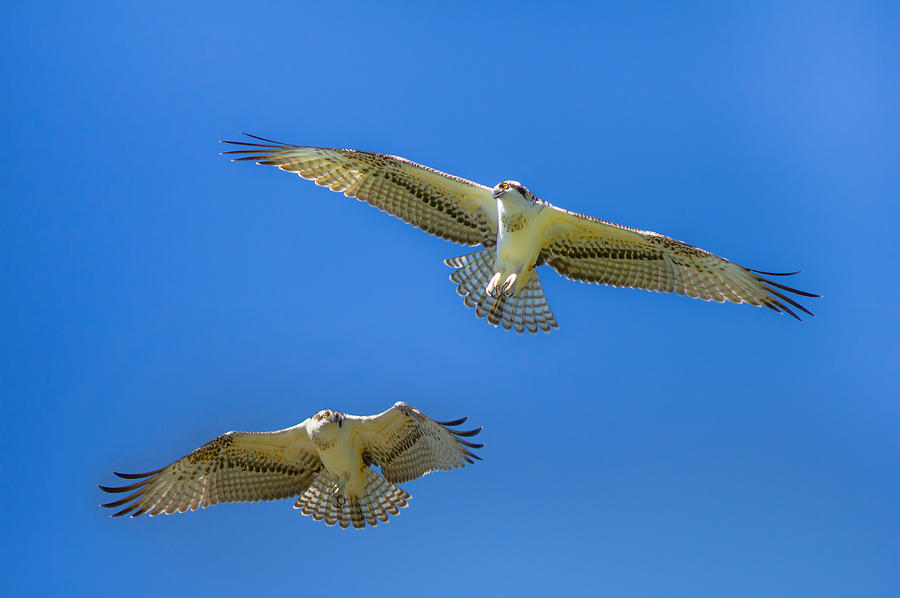 Osprey Photograph - Freedom by Laura Bentley
