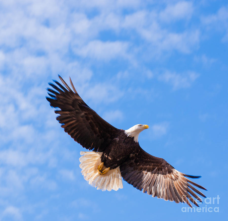 Wildlife Photograph - Freedom by Ursula Lawrence