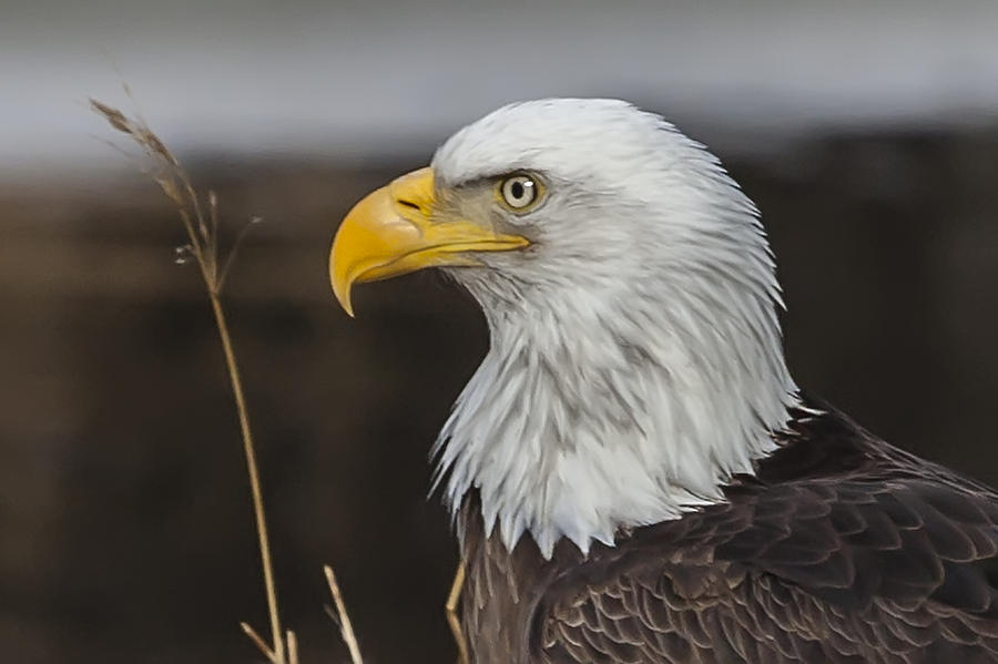 Bald Eagle Photograph - Freedoms Spirit by Perspective Imagery