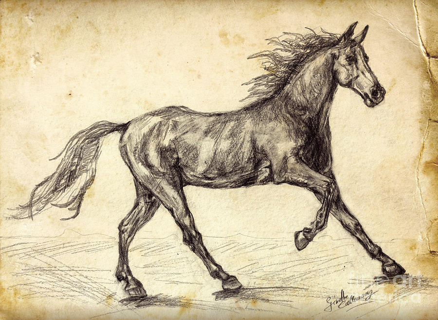 Freehand Graphite Horse Study Drawing by Ginette Callaway