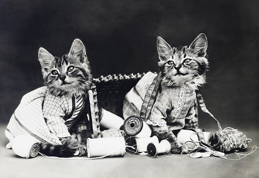 1915 Photograph - Frees Kittens, C1915 by Granger