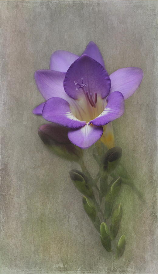 Freesia 2 Photograph by Angie Vogel