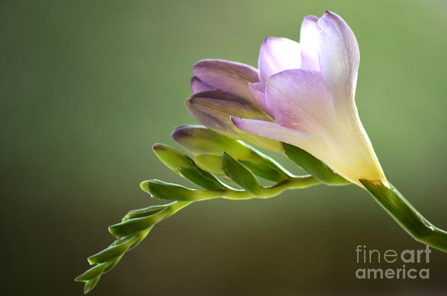 Freesia Ballerina Photograph by Deb Halloran