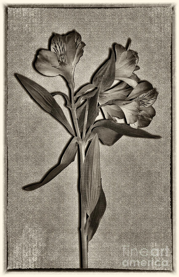 Freesia Black and White Photograph by Chris Thaxter