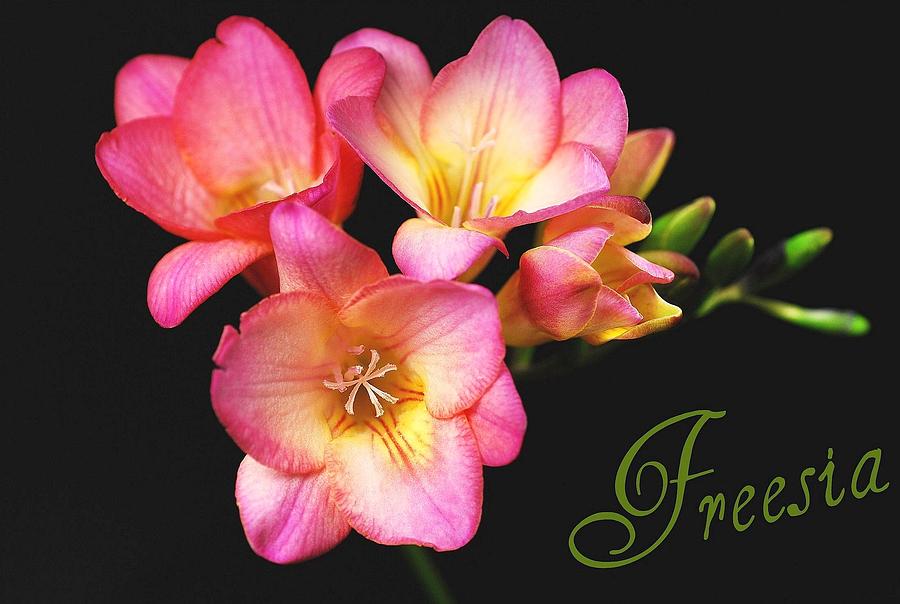 Flower Photograph - Freesia by Diana Angstadt
