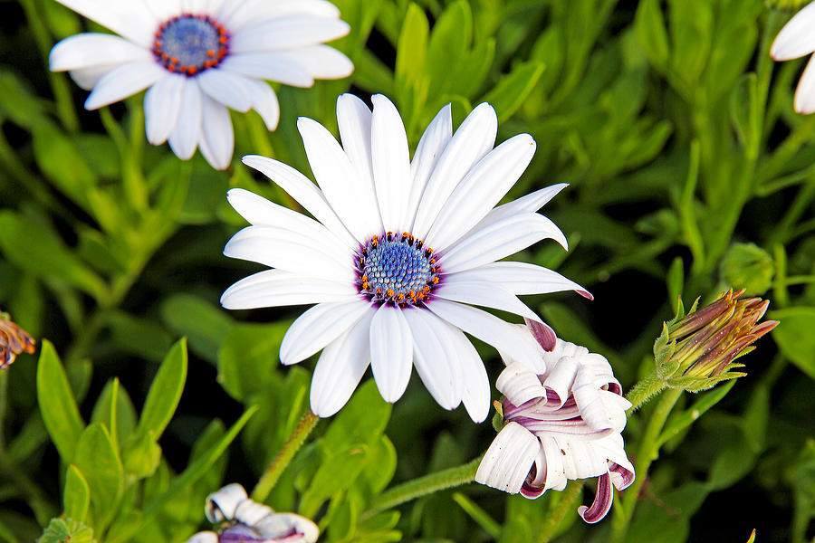 Freeway Daisy Photograph by Evan Peller - Fine Art America