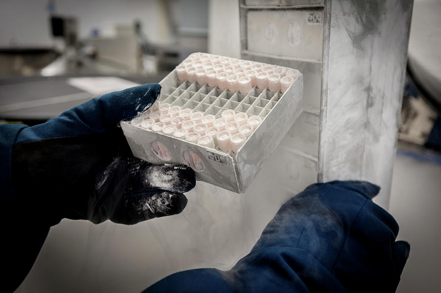 Freezing Blood Samples Photograph by Arno Massee/science Photo Library ...