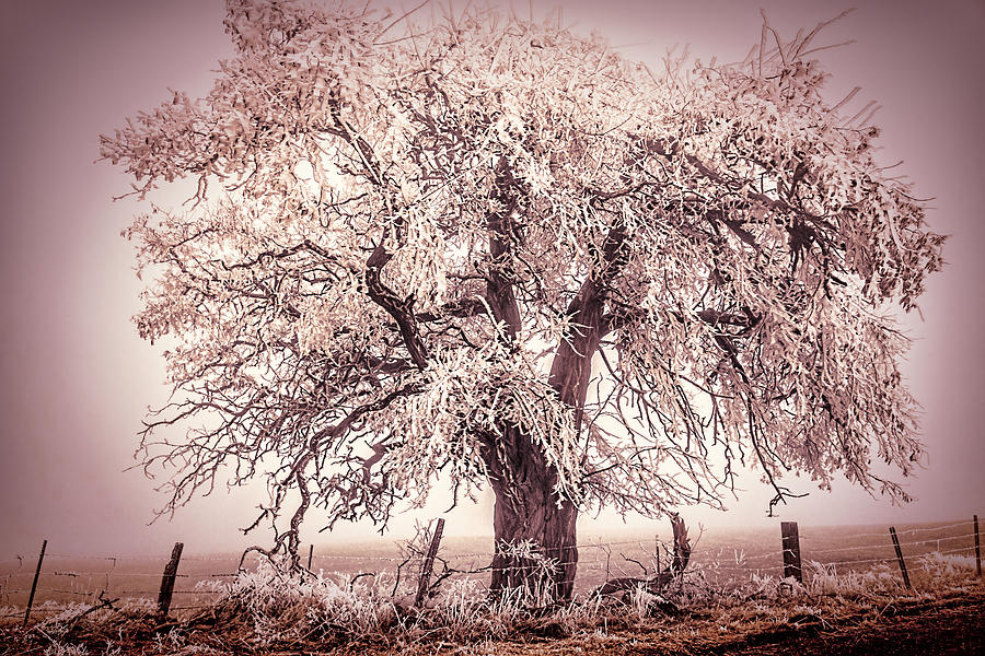 Freezing Fog Pink Tree Photograph by Wes and Dotty Weber