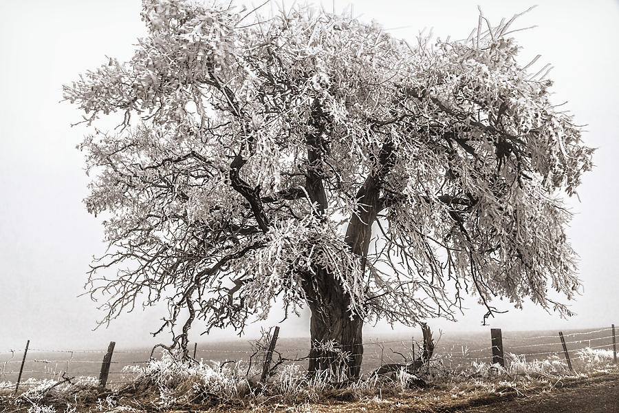 Freezing Fog Tree Photograph by Wes and Dotty Weber