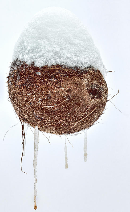 Freezing my coconuts Photograph by John Crothers