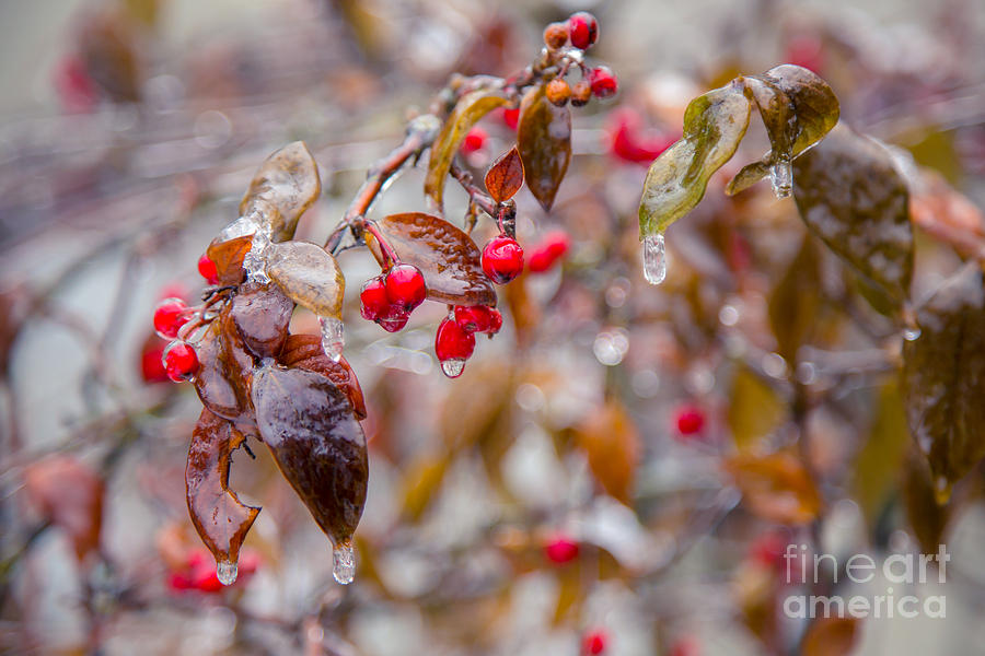 Frozen Winter Berries Photograph