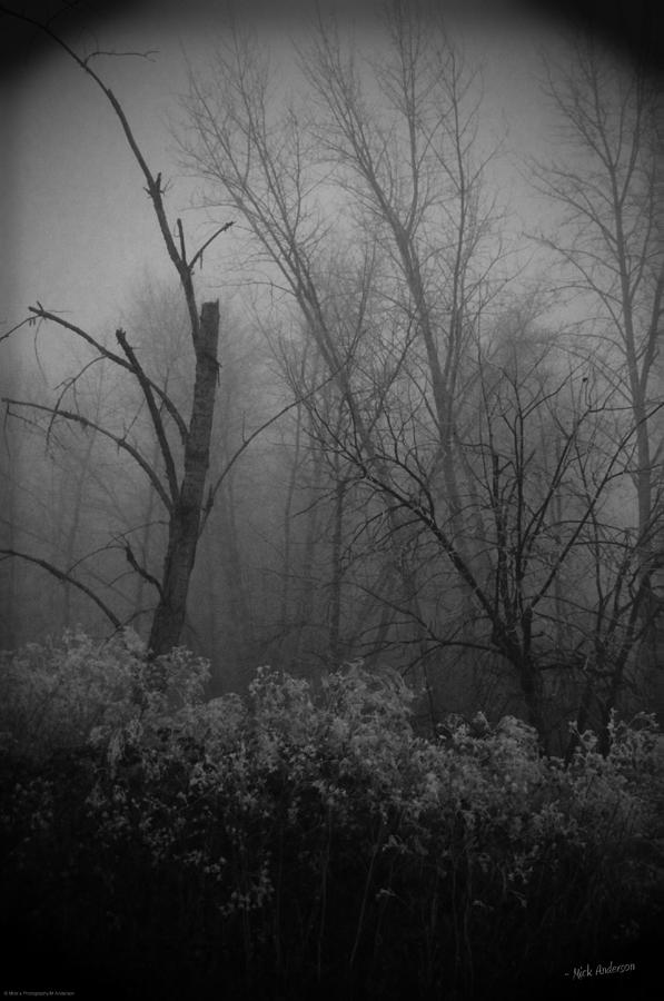 Freezing Rogue Valley Fog at Night Photograph by Mick Anderson