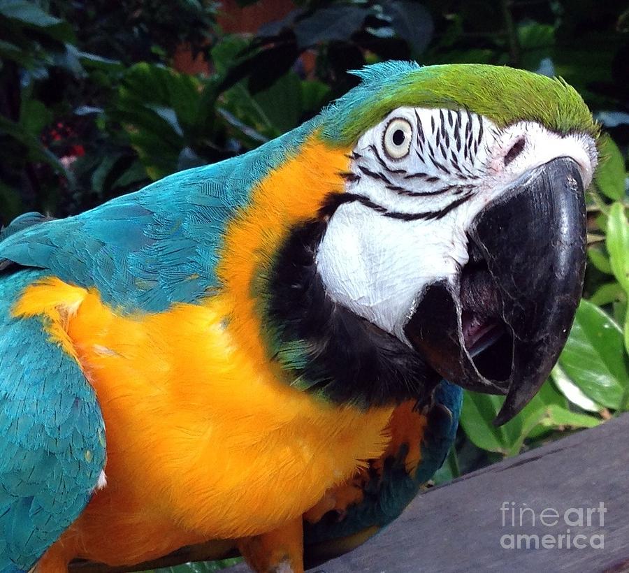 Freindly Macaw Photograph by Lynellen Nielsen