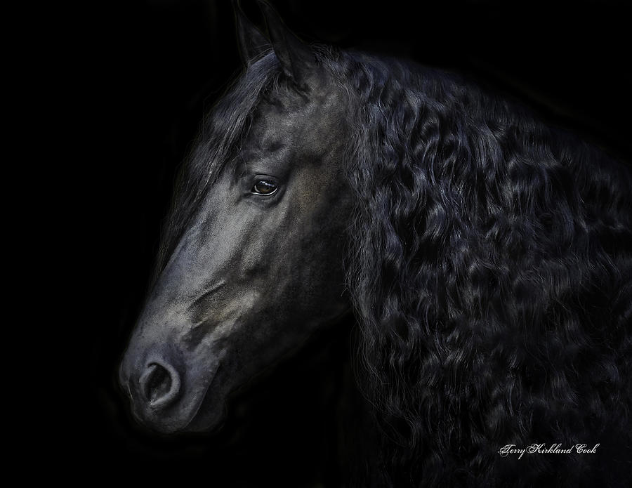 Friesian Stallion Photograph by Terry Kirkland Cook