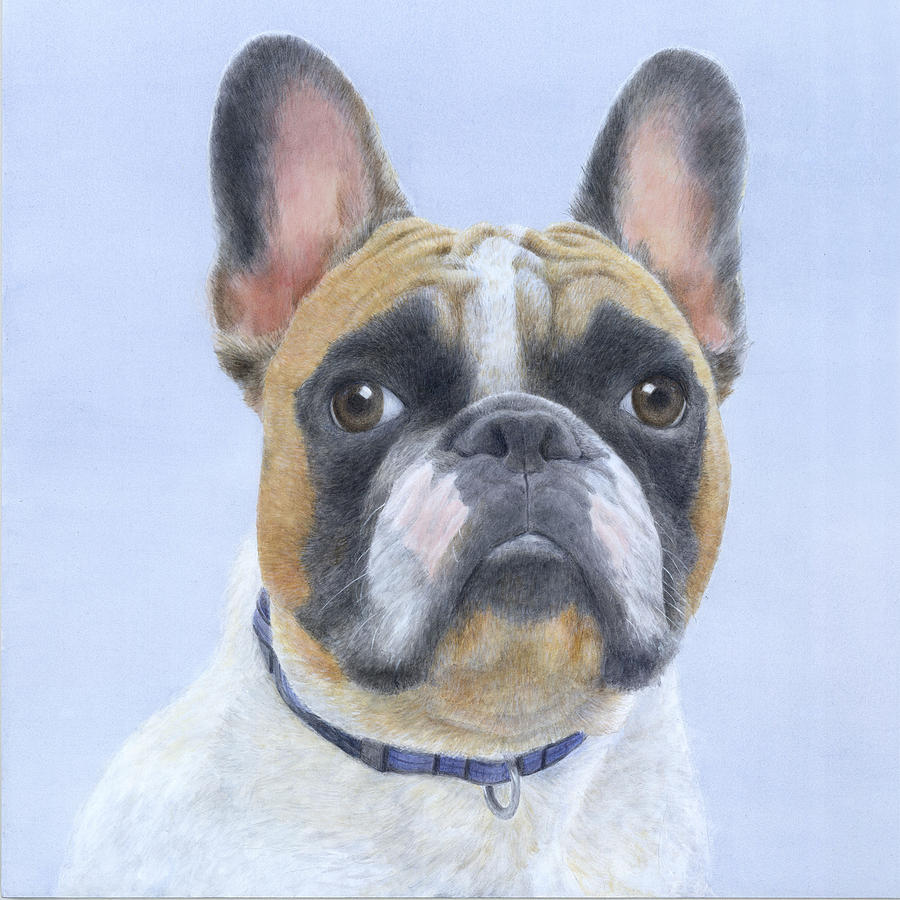 French Bull Dog Painting by Diane Cardaci The Sketch Hunter | Fine Art ...