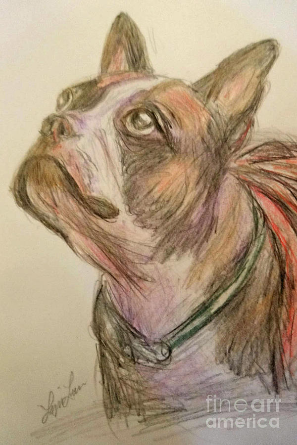 French Bull Dog Drawing by Lyric Lucas