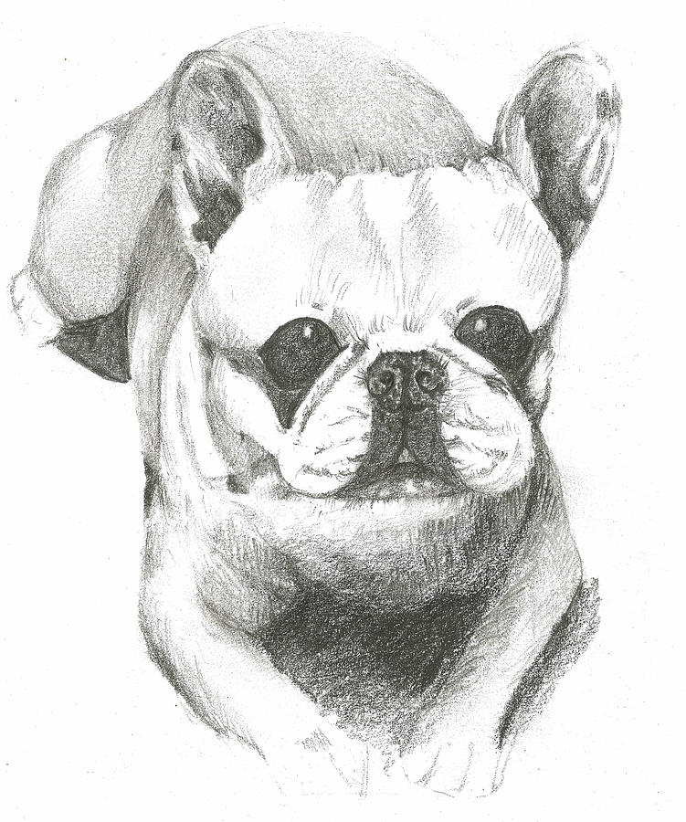 French Bull Dog Painting