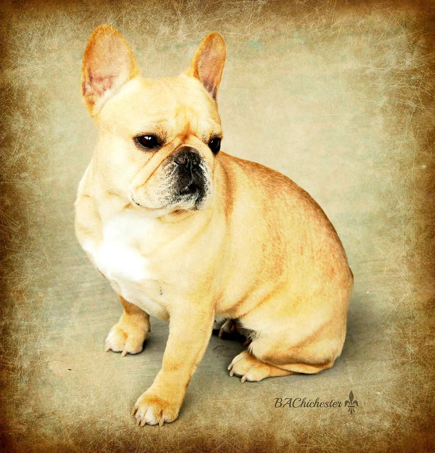 French Bulldog Antique Photograph by Barbara Chichester