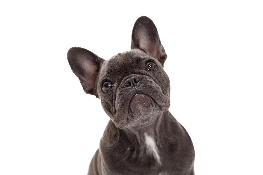 Animal Photograph - French Bulldog Closeup by Good Focused