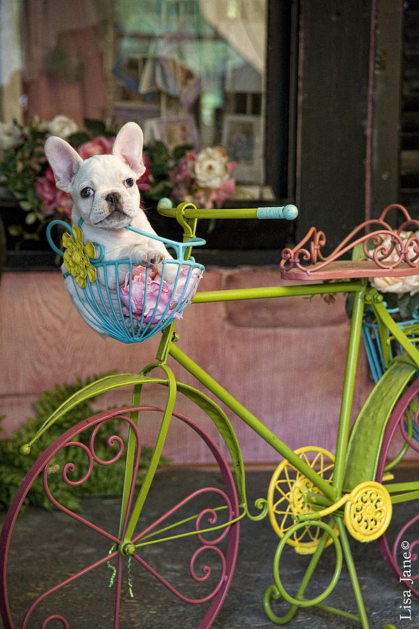 Dog Painting - French Bulldog in Bike Basket by MGL Meiklejohn Graphics Licensing