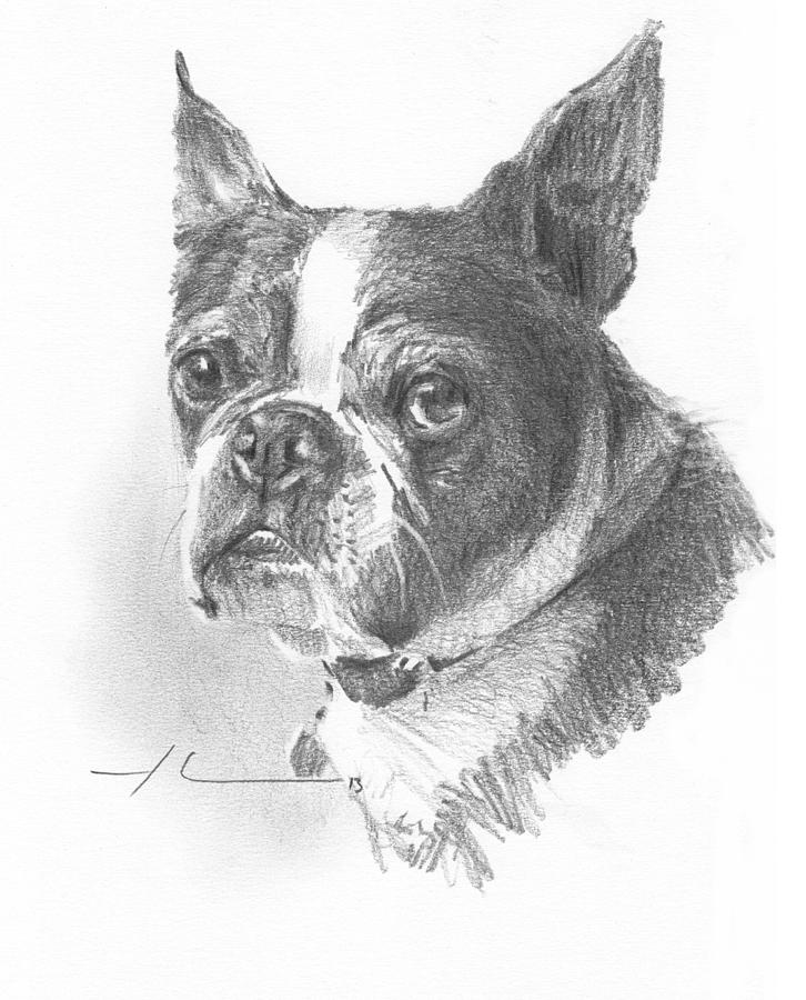 French Bulldog Pencil Portrait Drawing by Mike Theuer