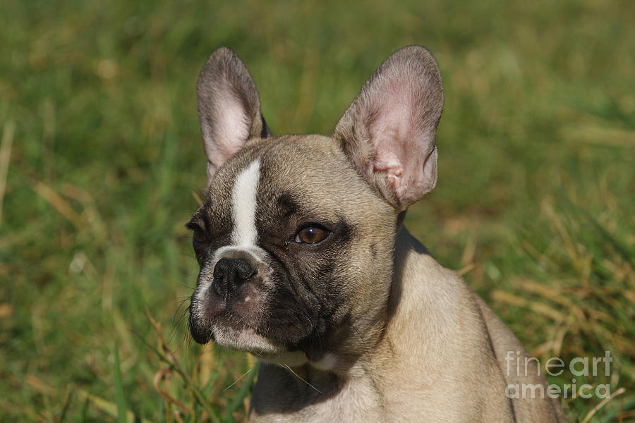 French Bulldog Puppy Photograph by Brinkmann/Okapia
