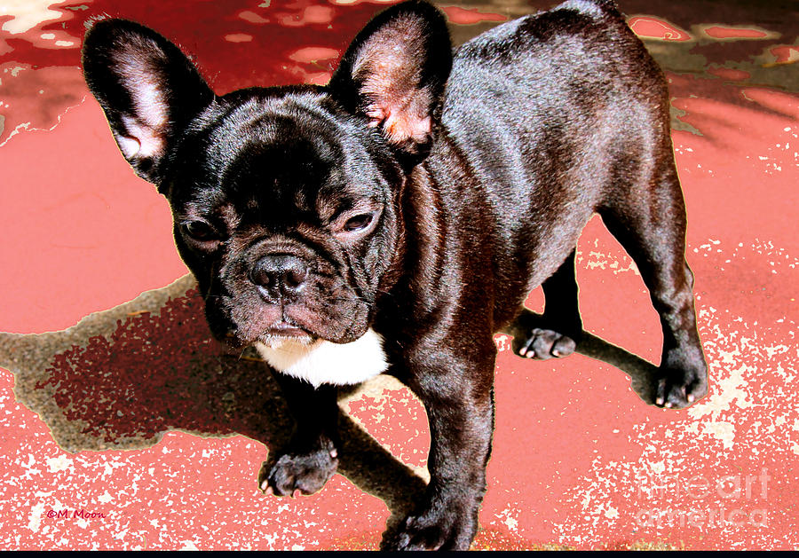 French Bulldog Puppy Photograph by Tap On Photo